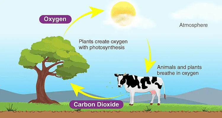 Oxygen-Cycle-Updated-1