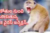 B Virus : కోతుల నుంచి సోకుతున్న B వైరస్ ఇన్ఫెక్షన్..